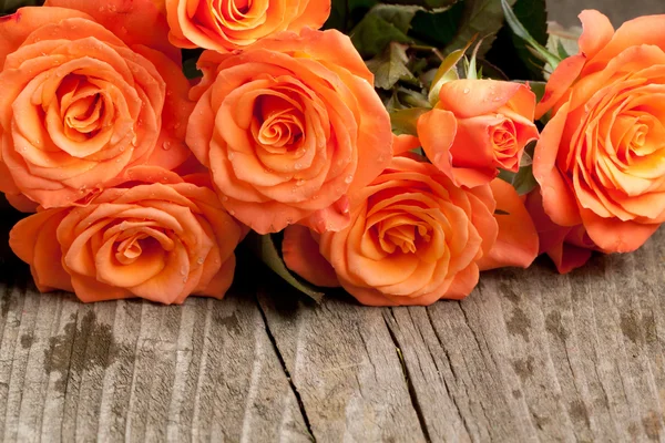 Orange roses — Stock Photo, Image