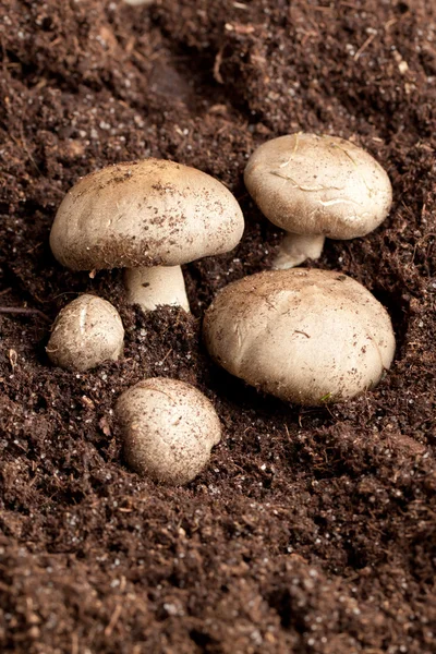 Pilze im Boden — Stockfoto