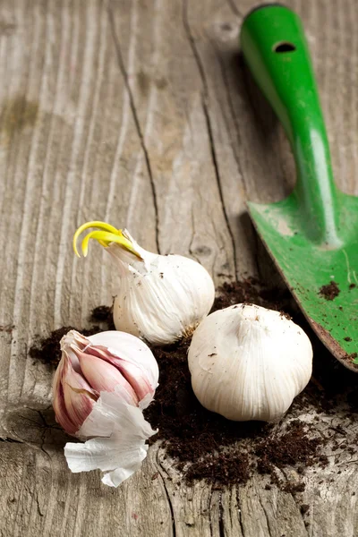 Garlics v půdě s rýčem — Stock fotografie