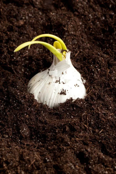 Garlic in soil — Stock Photo, Image