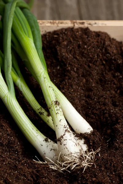 Bunch of fresh green onions — Stock Photo, Image