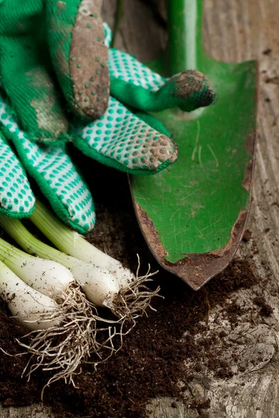 Demet taze yeşil soğan ile Bahçe aletleri