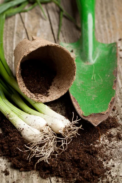 Mazzo di cipolle verdi fresche con attrezzi da giardino — Foto Stock