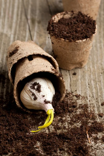 Garlic with soil in garden pot — Stock Photo, Image