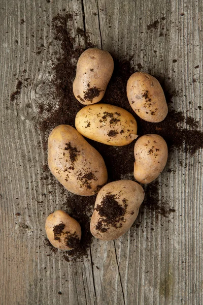 Potatoes in soil — Stock Photo, Image