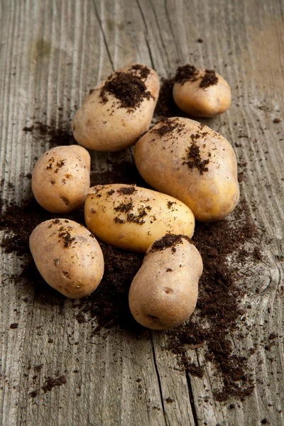 Potatoes in soil — Stock Photo, Image