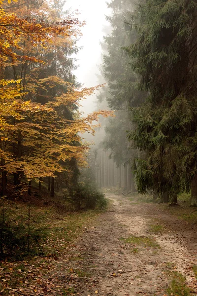 森林中的薄雾 — 图库照片