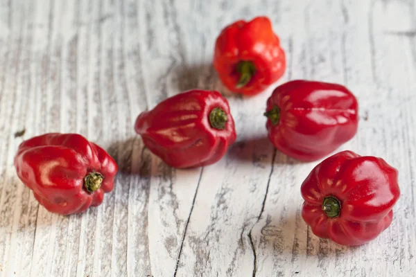 Red chili habanero peppers — Stock Photo, Image