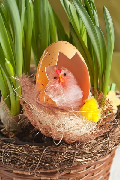 Chicken with eggshell in nest — Stock Photo, Image