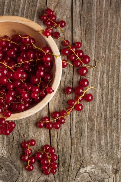 Red currant — Stock Photo, Image