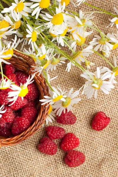 Fresh ripe raspberries and camomile flowers — Stock Photo, Image