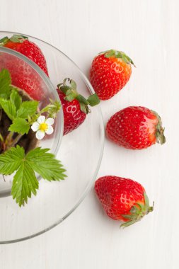 çilek Filiz ve taze çilek