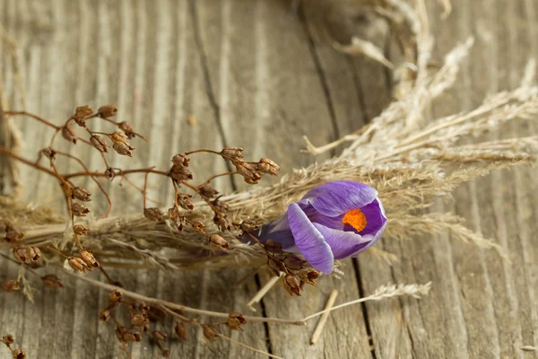 Μωβ λουλούδι κρόκος σε ξηρό στεφάνι — Φωτογραφία Αρχείου
