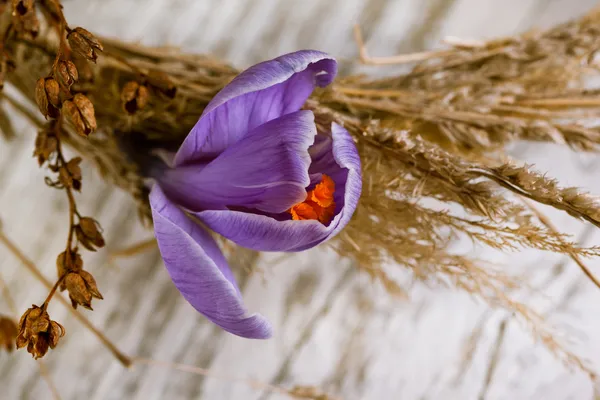 Lila crocus virág — Stock Fotó