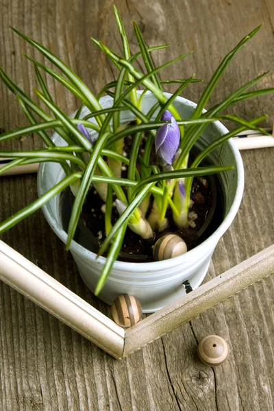 Purple crocus flower — Stock Photo, Image