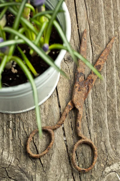 Çiğdem ve eski makas