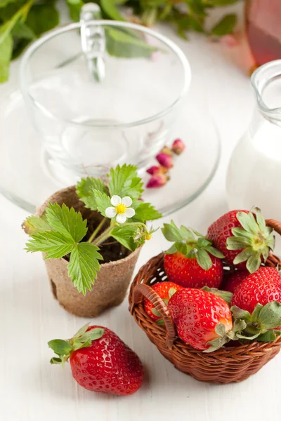 Basket of fresh strawberries and milk — Stock Photo, Image