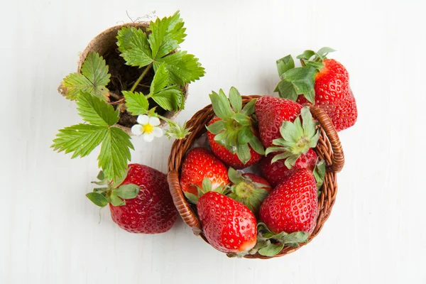 Sprout of strawberry and fresh strawberries — Stock Photo, Image