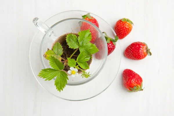 Sprout of strawberry and fresh strawberries — Stock Photo, Image