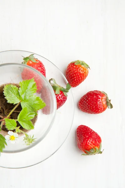 Sprout of strawberry and fresh strawberries — Stock Photo, Image