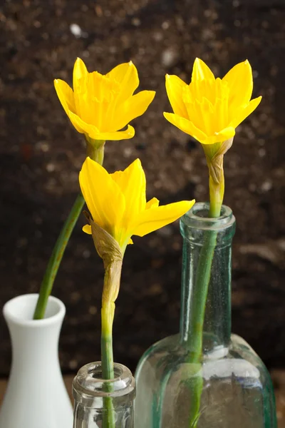 Three yellow daffodils — Stock Photo, Image