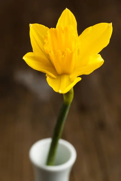 Yellow daffodil in vase — Stock Photo, Image