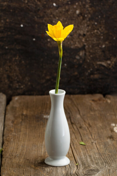 Yellow daffodil in vase