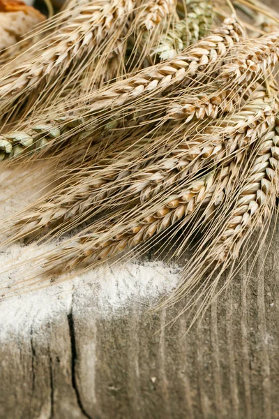 トウモロコシの耳の乾燥 — ストック写真