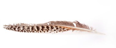 Beyaz arkaplanda tüy