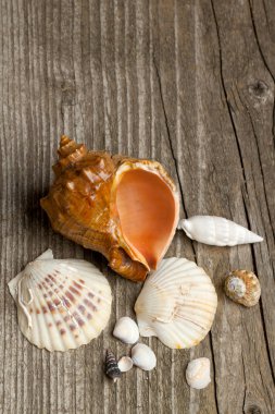 Deniz kabukları ahşap üzerine