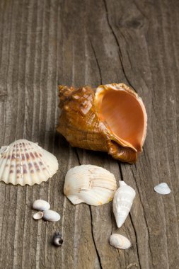 Deniz kabukları ahşap üzerine