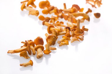taze Cantharellus cibarius mantar