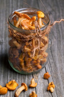 taze Cantharellus cibarius mantar