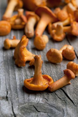 taze Cantharellus cibarius mantar