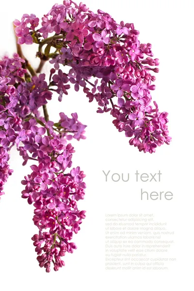 Lilac flowers — Stock Photo, Image