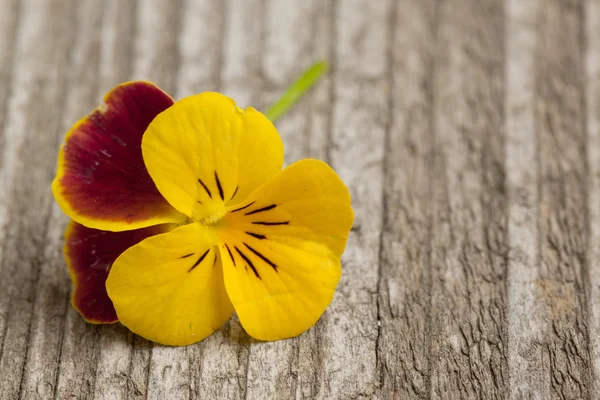 Панси-цветок — стоковое фото