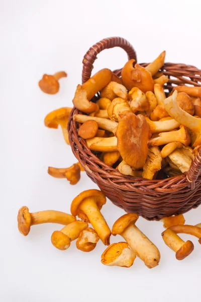 Verse hanenkam paddestoelen — Stockfoto