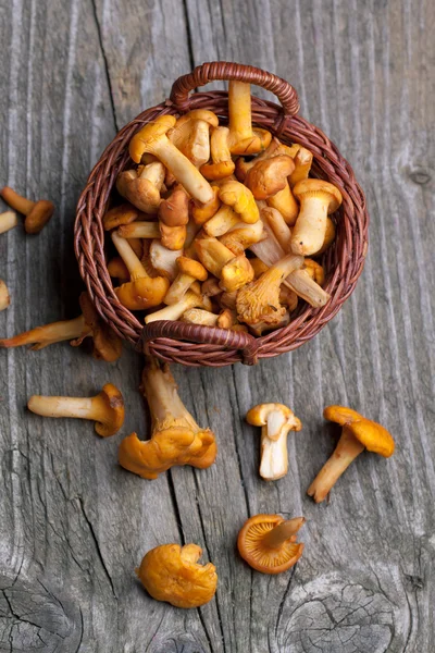 Fresh chanterelle mushrooms — Stock Photo, Image