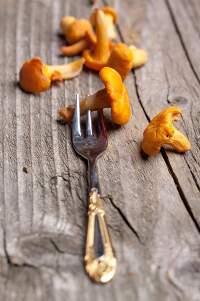 신선한 살구 버섯 — 스톡 사진