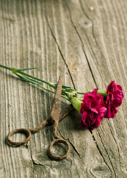 karanfil ve eski makas