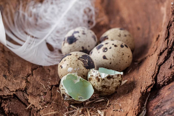 Uovo di quaglia rotto con piuma — Foto Stock