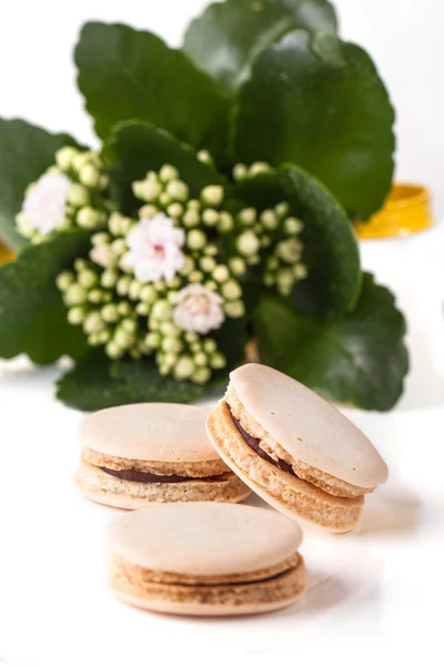 Homemade macaroons with flowers — Stock Photo, Image