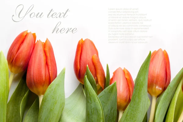 Червоні тюльпани на білому тлі — стокове фото