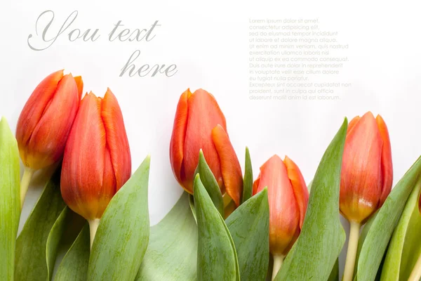 Red tulips on white background — Stock Photo, Image