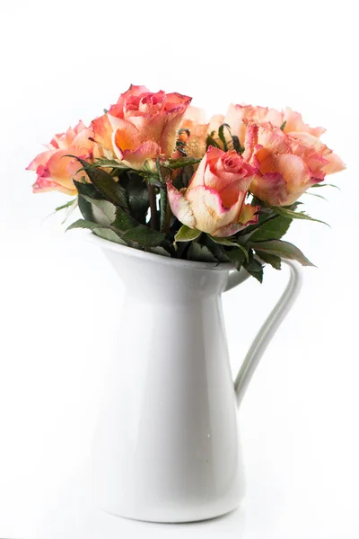 Orange roses in white jug isolated — Stock Photo, Image