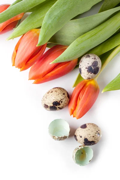 Red tulips and quail eggs on white background — Stock Photo, Image
