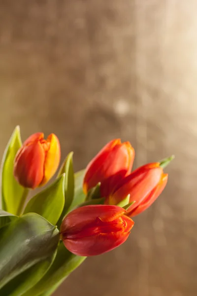 Röda tulpaner på gyllene bakgrund — Stockfoto