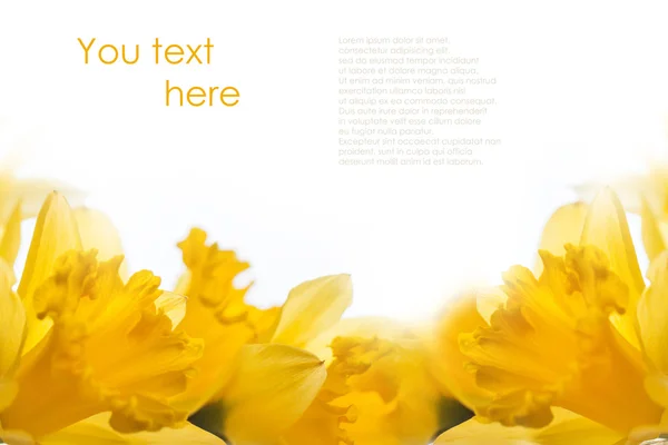 Yellow daffodils over white — Stock Photo, Image