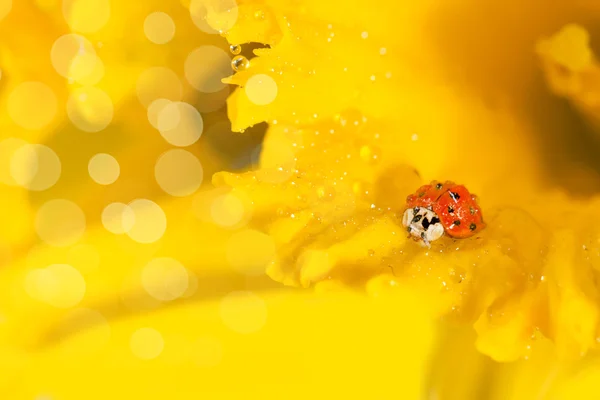 Ladybug on yellow daffodils — Stock Photo, Image