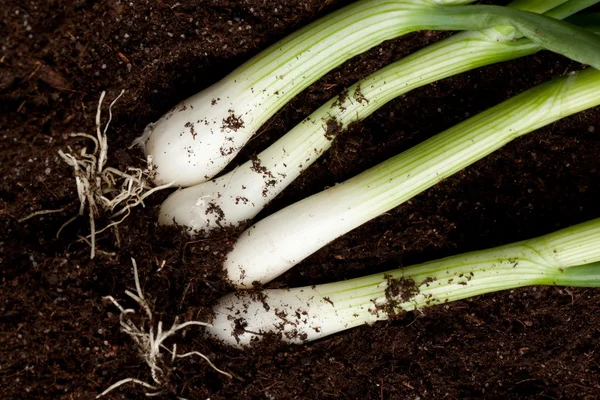 Bunch of fresh green onions — Stock Photo, Image